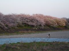 藤枝、瀬戸川の夕暮れ桜と島田、大津谷川の夜桜