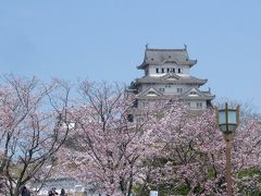 桜の姫路城のはずが・・・・・・・？
