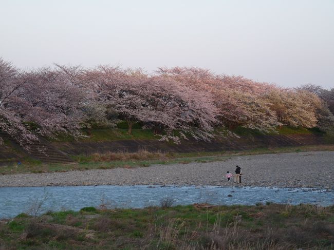 ４年ぶりに瀬戸川沿いの桜を見に出かけた。<br /><br />出発が遅れすでに夕暮れだが、交通規制も解かれ車でも桜トンネルを通り抜けできました。<br /><br />島田の大津谷川ではすでに暗くなってしまいました。