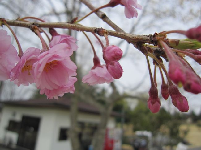 ゴルフがテーマの旅行記がある！<br /><br />と、今週他のトラベラーさんの旅行記を拝見して初めて知り（遅っ！）桜の花を追いかけて、というわけではないですが平日に休みが取れたので桜が満開だろうと思われる栃木県のゴルフ場に行って来たことを旅行記にしてみました。<br /><br />それにしてもゴルフの旅行記って打ったり走ったり撮ったりで忙しかったです。（下手くそなんで・・・。）<br /><br />