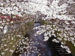 目黒川にて『桜（サクラ）』散策（お花見）