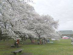 寒さに震えての2010年花見その1、小金井公園