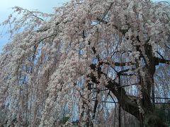 孝子桜、リベンジ