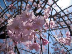 イチオシ！！淡いピンク色の桜が咲き誇る平安神宮