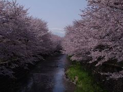恩田川　観桜散歩