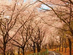 ２０１０年　プチお花見　in 土師ダム