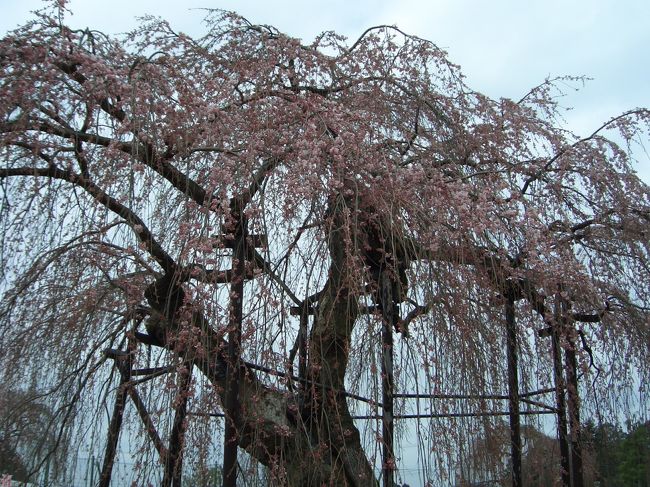 今年は例年より開花が遅く、まつり開催時は五分咲きでした。<br />名物？「みみうどん」を食べました。