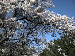 ☆桜を満喫☆～朝来市・立雲峡～
