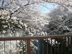 石神井川沿いの桜