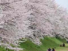 相模三川公園で花見  2010