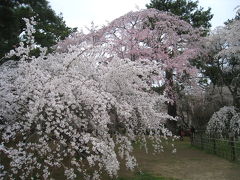 2010年京都・奈良桜巡り（京都御苑）