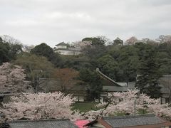 今年も彦根へ桜を観に行ってきました