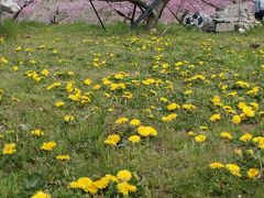 ☆春の遠足☆　本日は桃の花日和です