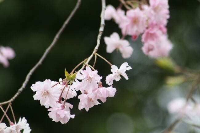 桜の落花が始まった長久手古戦場紹介の続きです。染井吉野のほか、里桜の紅枝垂れ桜や山桜の花も咲いていました。