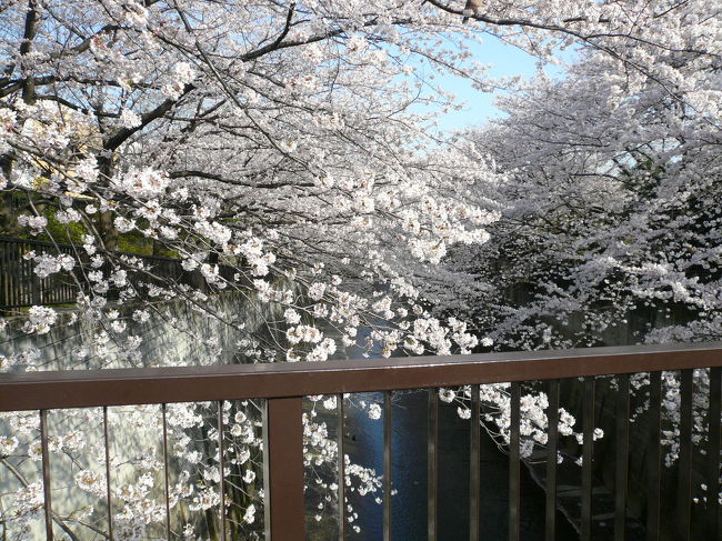 2010年の桜散策