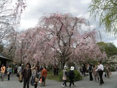 2010　桜の季節だ！　in　京都