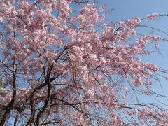 2010年桜だより◆深北緑地で花見♪（大阪府大東市）