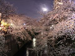 目黒川の桜！！