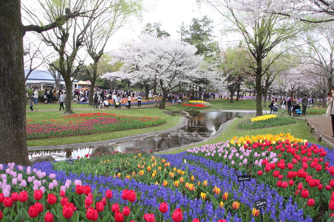 昭和記念公園の桜も満開となり、風が吹く度に桜吹雪が舞う中、沢山の人がお花見を楽しんでいました。<br />渓流広場では、色とりどりのチューリップが綺麗に咲き始めていました。<br /><br />昭和記念公園では、フラワーフェスティバル２０１０が５月３０日まで開催されています。