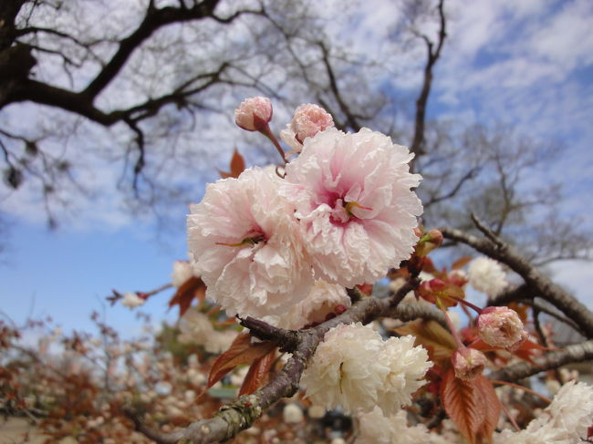 日田の亀山公園に桜を見に行きましたが、もうほとんど終わっていました。