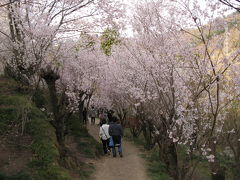 花見山2010