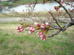 桜はまだか～♪