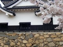 お花見その５：彦根城で満開の桜♪