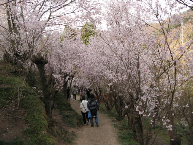 去年の旅行記に続けて投稿しようと思ったが、写真の枚数が増えそうなので、新しくしました。<br />去年と比べて天気の状態もよくないことや冷え込みも続いていることもあって、3日くらい遅れています。<br />何かの参考にどうぞ。<br />花見山以外にも載せているので、よく文章を読まないと間違えてしまいますのでお気をつけください。