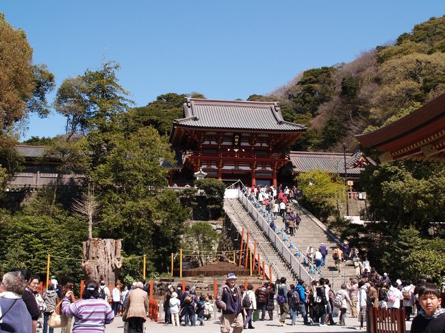 　鎌倉鶴岡八幡宮の大銀杏の木が倒木して気になっていたが中々出かけられなかった。以外にも鎌倉時代の建物が1つも残っていないここ鎌倉には円覚寺舎利殿（国宝）を始めとした僅か6棟の室町時代の建物が残っているだけだ。したがって、鎌倉で鎌倉時代からの古くからあるものはこの大銀杏や建長寺の柏槇（びゃくしん）などの古木など幾つもないだろう。<br />　鎌倉の寺社には銀杏の木は良く見られるが800年を越えるものはないかも知れない。大船常楽寺のかつての大銀杏の名木も今ではひこばえが10m近い枝で藪になっている。石碑だけが往時を偲ばせるだけである。<br />　上宮お守り売り場から見下ろす鶴岡八幡宮の風景は初めてであったがこれが時の移り変わりというものであろう。一変してしまった鶴岡八幡宮境内の風景はやはり寂しさを感じさせるものである。ただ咲き出した桜だけが華やかさを醸し出している。<br />（表紙写真は鎌倉鶴岡八幡宮の大石段）