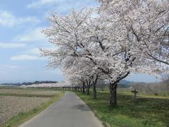 桜紀行～埼玉・嵐山の桜並木～