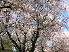 小さな旅●愛知吉良町・黄金堤（こがねづつみ）に咲く桜