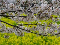 春爛漫の昭和記念公園は桜・菜の花・チューリップ花の競演！～今年の桜はとっても長持ち～