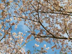 桜　蓮華寺池公園