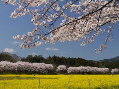 桜花繚乱・巾着田