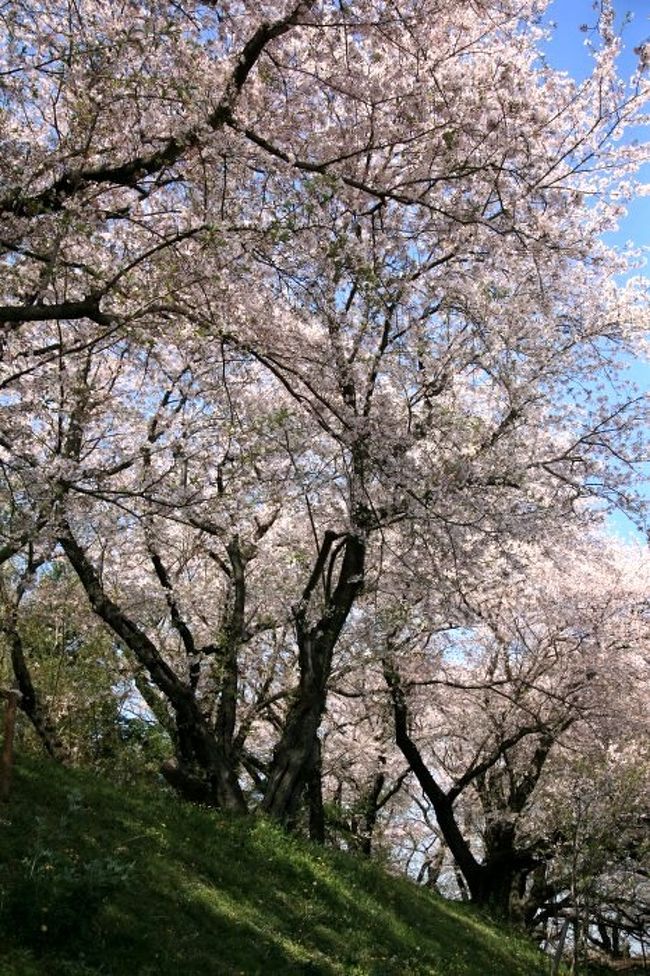 黄金堤（こがねづつみ）は、愛知県幡豆郡吉良町にあり、江戸時代に造られた堤防。桜が植えられた時期は不明ですが、時を刻んだソメイヨシノの古木が残されており、今年も咲き誇っていました。<br />堤防の東側には、芝生の広場やトイレ、東屋、駐車場などが整備されています。<br /><br />写真は黄金堤に咲く満開の桜。