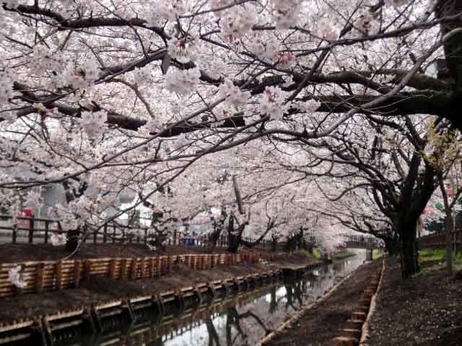 真夏のベトナム･ホーチミンに旅立つ前に、まずはしっかりと春を堪能。<br /><br />出発便が18:30発だったので、それまでの時間を使って国内旅行も堪能と贅沢な気分。<br />仙台発の深夜バスで早朝5:45に新宿センタービルに着。<br />仙台では、まだ桜はつぼみだというのに、早朝の街に桜が見れた。<br /><br />早朝の新宿で時間を潰し、東武･川越クーポンを利用して、桜舞う川越散策開始。<br />平日の午前中とあって人も少なく、贅沢な気分でゆっくりと川越散策できました。<br />