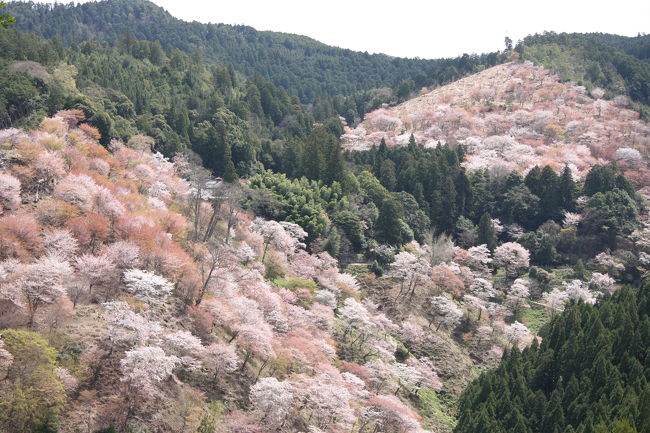 下千本、中千本、上千本、奥千本と各1000本ずつで4000本の桜が山中に咲き誇っているかと思いきや、全部でなんと3万本！<br /><br />『これはこれはとばかり花の吉野山』と貞室が詠んだように、<br />下→中→上→奥千本と向かっていくにつれて、少しづつ桜の開花時期がずれ山をピンク色に染めている様子はまさに圧巻！<br /><br />日本全国からなだれのように押し寄せるこの桜の時期を回避してきたものの、やはり「一度は見ねば吉野の桜」ということで、どうせ、人が多いなら満開のど真ん中に行こうと下中千本満開宣言の真っ只中、ウォーキングシューズをはき、奥千本目指して下から歩きとおしてみた。<br /><br />吉野山歩きの地図はこちらのサイトを利用↓<br />http://www.sakura.yoshino.jp/<br /><br />この吉野山みてあるき地図はかなり使えます！