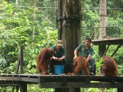 2009年9月ボルネオ・ジャングル一人旅⑨「セピロックでオランウータンに出逢う！さよなら、ボルネオ」