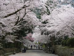 大津＠桜を眺めに…三井寺