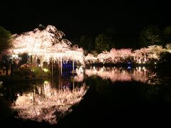 京都桜散策?