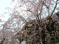 南蔵院のしだれ桜