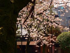旧乃木邸と桜
