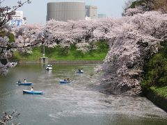 千鳥が淵のさくらさん