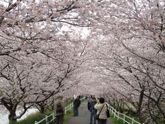 サイクリング＆桜見学