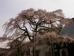  2010 桜日記 第３弾  伊豆の国市 桜ウォーキング