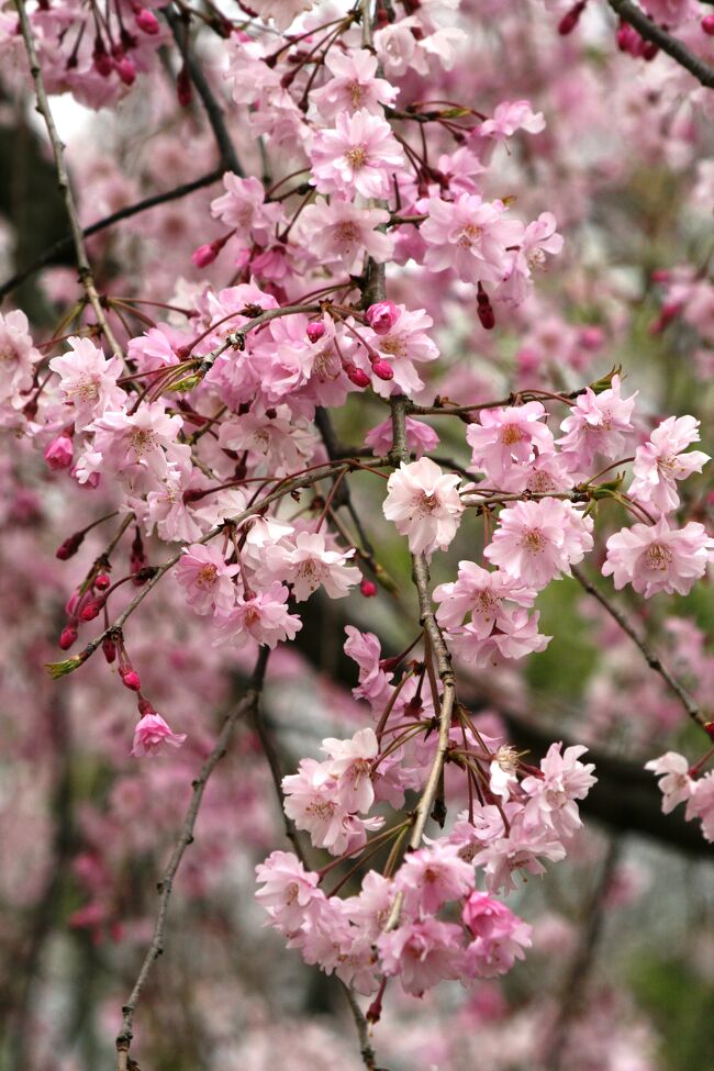 2010春、枝垂れ桜満開の東谷山フルーツパーク(1/7)：枝垂れ桜、猿まわし