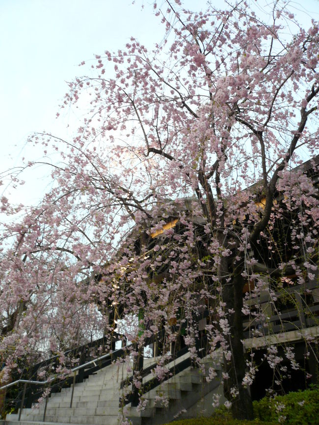 都営三田線　本蓮沼駅そばの<br />‘南蔵院’は　しだれ桜の名所<br /><br />http://www.nanzoin.or.jp/index.html