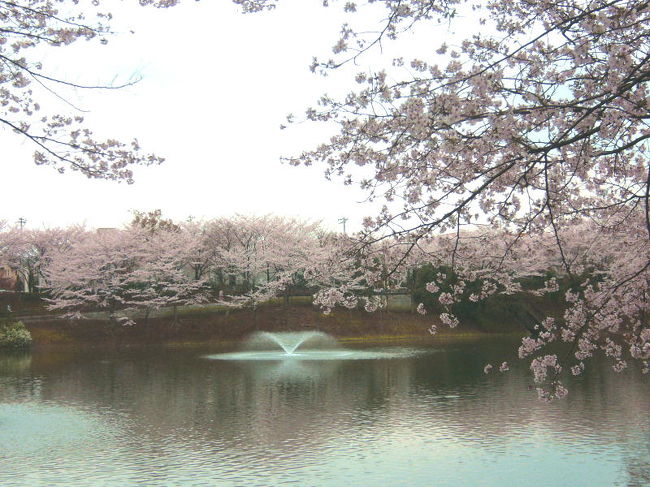 近くの公園の桜が満開♪<br />いつも車で通るたび思わずノロノロわき見したくなる。。。<br />今日は愛犬とお弁当を持ってゆっくり桜を見てきた。<br />芝生の広場はお花見の人達で賑やか過ぎたので、桜の木に囲まれた広い池のそばでのんびりしてきた。