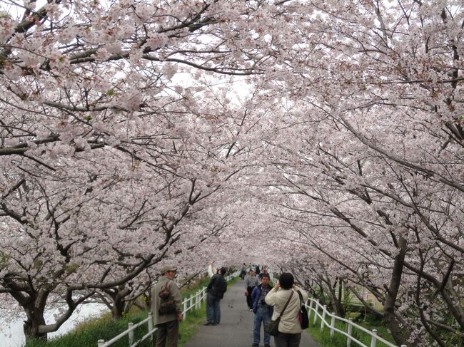 今年最後の桜見学に行ってきました。<br />ずっと気になっていた花見川の花見♪<br />その為に、最近チャリをもう１台新調しました。<br />急遽旦那にお弁当を頼まれて、ありもので<br />お弁当を作くって、ピクニック気分で楽しかったです♪