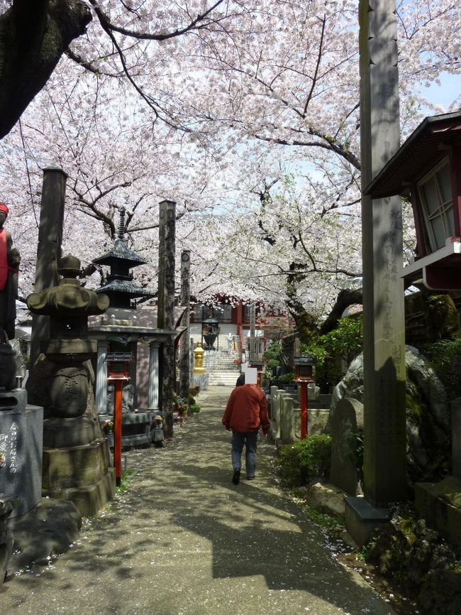 桜が満開となった週末。<br />お天気は快晴。<br />絶好のお花見日和の中，東京まちさんぽに参加。<br /><br />播磨坂や吉祥寺などで桜を楽しみ。<br />東大では学食に舌鼓。<br />さんぽの最後は，文京シビックセンターの展望ラウンジから都心を一望。<br /><br />春爛漫の東京を満喫してきました。<br /><br /><br />■歩行時間　4時間10分<br />■歩行距離　約11km<br /><br />【コース】<br />スタート　東京メトロ後楽園駅（8番出入口）<br />①　播磨坂桜並木<br />②　六義園<br />③　湯島天満宮<br />④　日本サッカーミュージアム<br />ﾟ･*:.｡. ゴール　東京メトロ後楽園駅（6番出入口） .｡.:*･゜